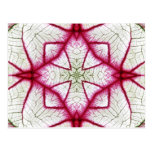 Red, White and Green Caladium Kaleidoscope Postcard