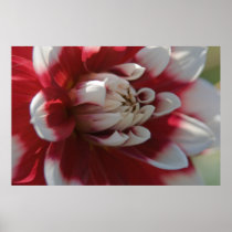 Red & White Dahlia