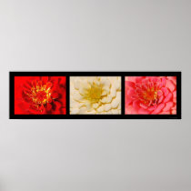Red White Pink Zinnias poster