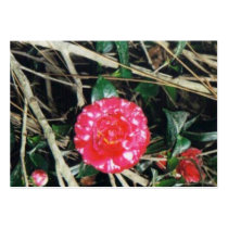 red-white rose #7 business card