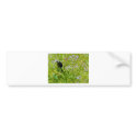 Red Winged Black Bird bumper stickers