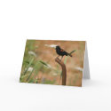 Red-Winged Blackbird cards