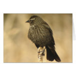 Red-winged Blackbird female Card
