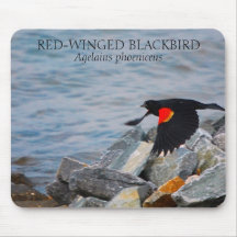 RED-WINGED BLACKBIRD - mousepad