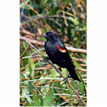 Red-winged blackbird photo cut outs