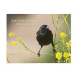 Red-winged Blackbird Postcards