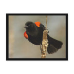 Red-winged Blackbird Postcard