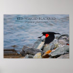 RED-WINGED BLACKBIRD - poster / print