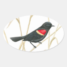 Red-Winged Blackbird Sticker