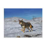 Red Wolf February 2011 Post Cards