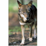 Red Wolf photo sculptures