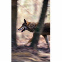Red Wolf Photo Cutout