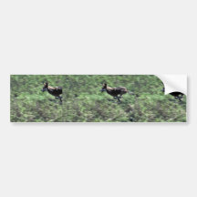 Red Wolf (running) Bumper Stickers