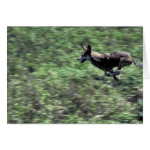 Red Wolf (running) Greeting Cards