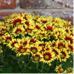 Red Yellow Flowers against brown red brick wall photo sculptures