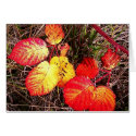 Red Yellow Leaves cards