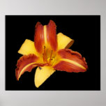 Red & Yellow Lily Posters