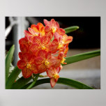 red yellow orchid print