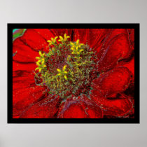 Red Zinnia poster