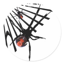 Redback Spider Sticker