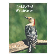 Redbellied Woodpecker,postcard...