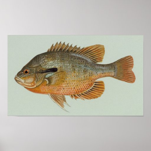 Redbreast Sunfish - Lepomis auritus Posters