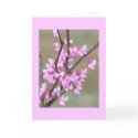 Redbud Bloom cards