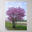 Redbud Tree posters
