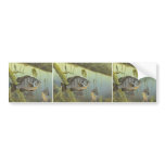 Redear Sunfish bumper stickers