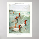 Redhead and Canvasback Ducks Posters