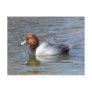 Redhead Drake Post Card