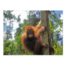 Redhead in Indonesia Postcards