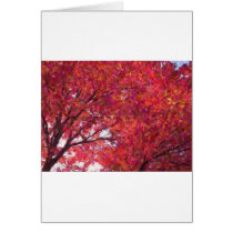 RedMapleSky Card