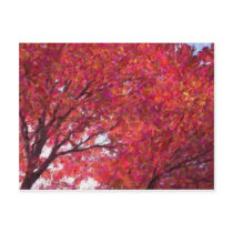 RedMapleSky Post Cards