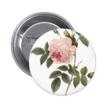 Redoute Rose 2 Pinback Buttons