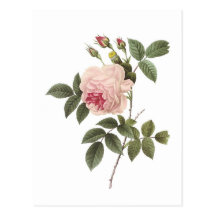 Redoute Rose 2 Post Cards