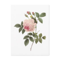 Redoute Rose 2 Post Cards