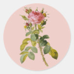 Redoute Rose 2 Sticker
