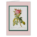 Redoute Rose cards