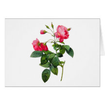 Redoute Roses Card