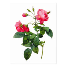 Redoute Roses Postcard
