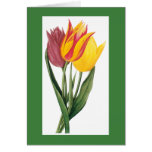 Redoute Tulip Notecard