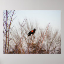 Redwing Blackbird 1 Poster