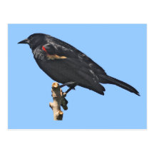 Redwing Blackbird Gift Postcards
