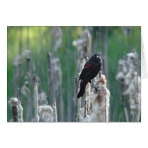 Redwing Blackbird Greeting Card