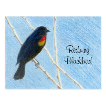 Redwing Blackbird Nature Postcard