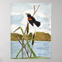 Redwing Blackbird Print
