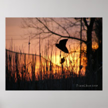 Redwing Blackbirds at Sunset Poster