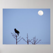 Redwing Moon Print