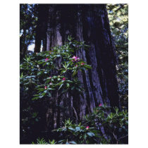 Redwood And Rhododendron, Prairie Creek Flyers
